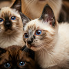 Cats & Kittens